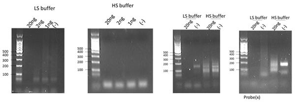 POCKIT PCR 후 전기영동 한 결과 (A) primer A, (B) primer B 사용했을 때 모두 증폭산물을 확인할 수 없음