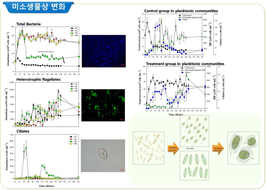 살조세균(Neptunomonas sp.), 살조세균+영양염 제거세균 투입 시의 total bacteria, Heterotrophic flagellates, Ciliates의 변화