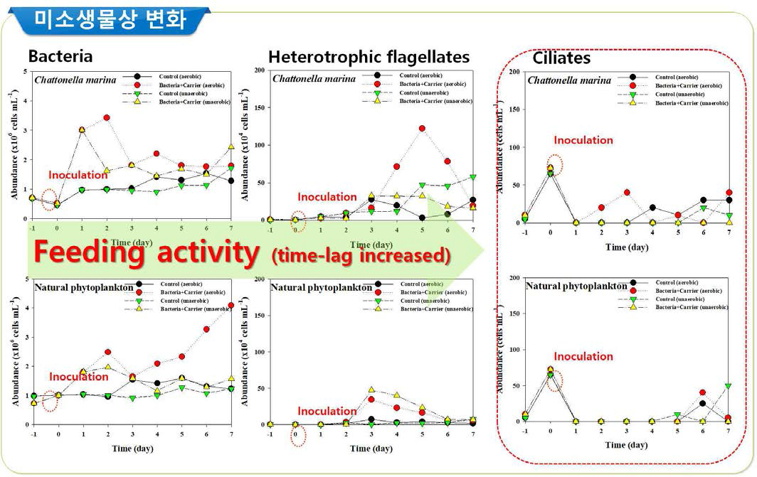 살조세균 Pseudomonas taiwanensis 담체 실험시 total bacteria, Heterotrophic flagellates, Ciliates의 변화