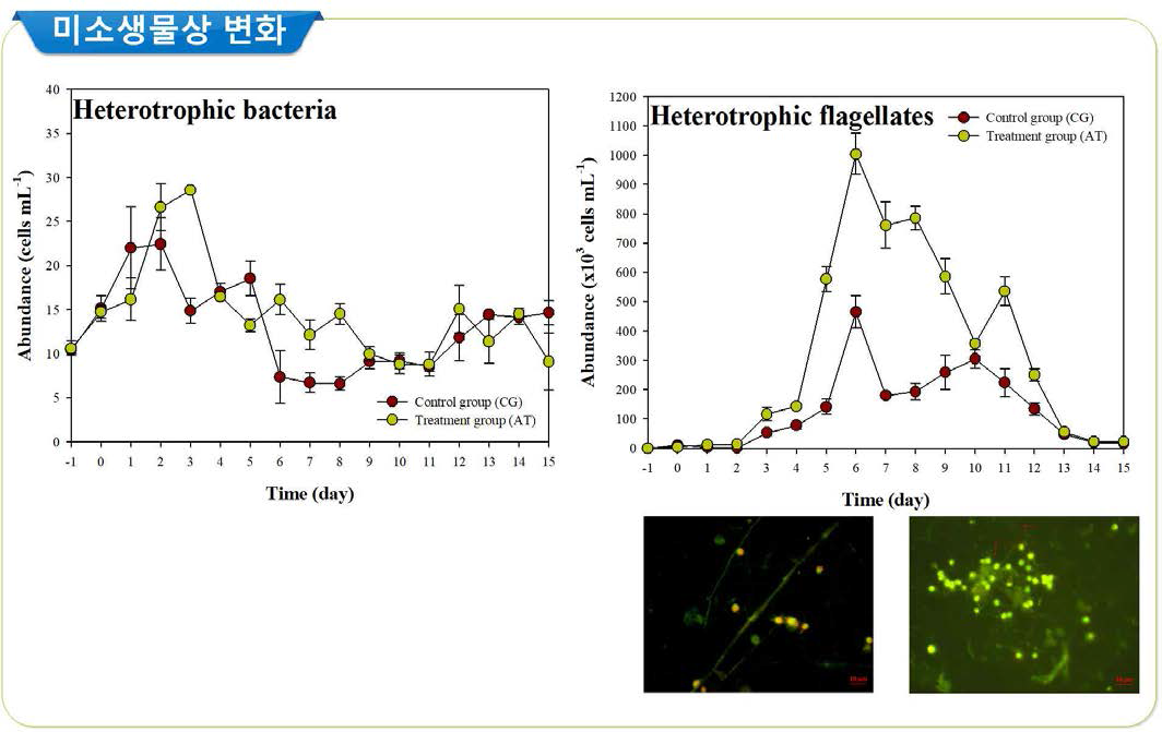 살조세균 Pseudomonas soli 배양 상등액 처리시 total bacteria 및 Heterotrophic flagellates의 변화