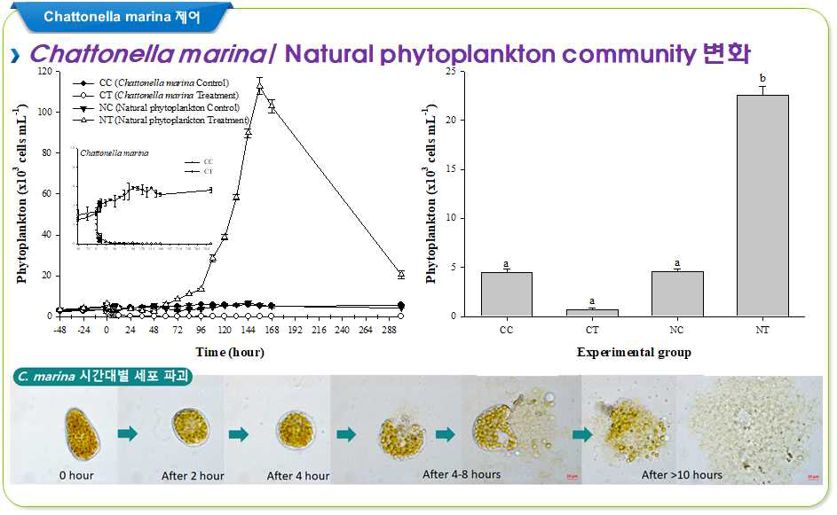 살조세균 Roseivirga sp. (TF15) 통한 Chattonella marina의 살조능 및 무해 식물플랑크톤의 영향