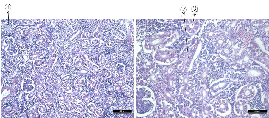 조피볼락의 신장 조직. ① 사구체, ② 근위세뇨관, ③ 원위세뇨관