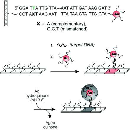 Scanometric DNA Assay의 원리