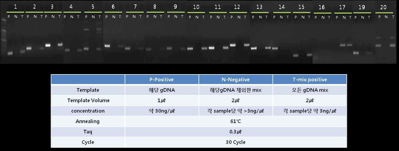 PCR을 이용한 미세조류의 동정. P: positive, N: negative, T: total 샘플