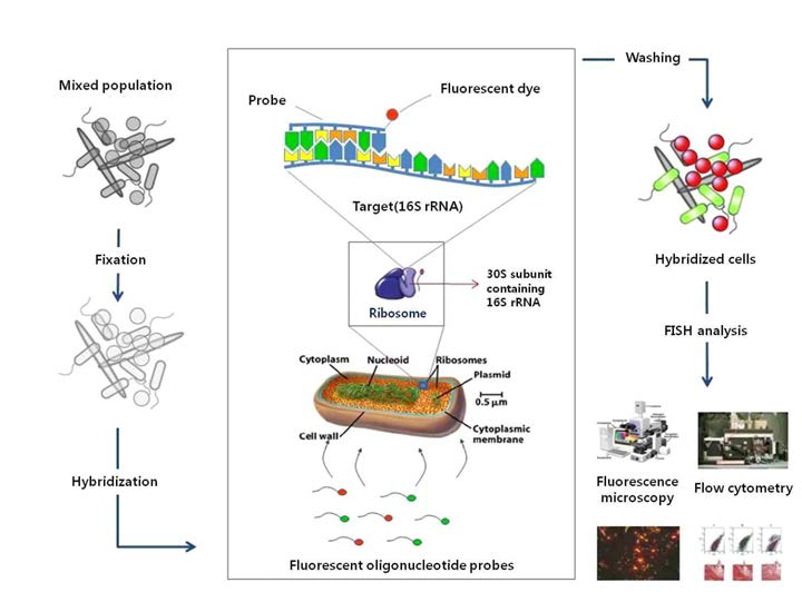 Fluorescence in situ hybridization 연구 개념 및 모식도