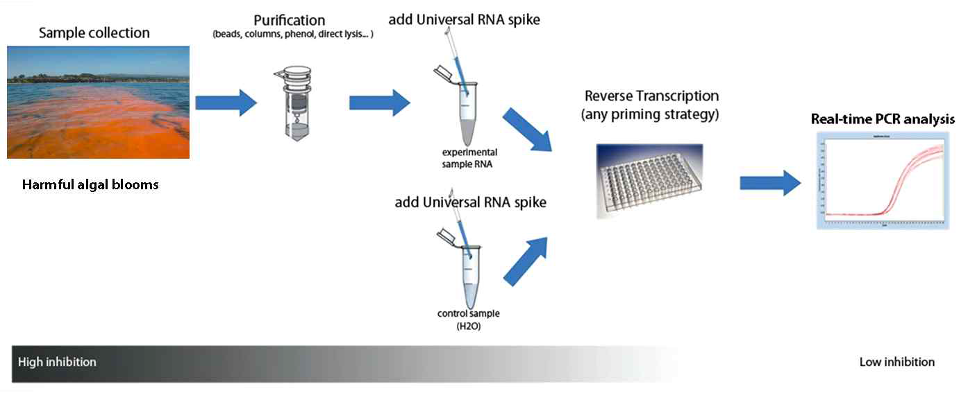 Real-time PCR 반응 모식도