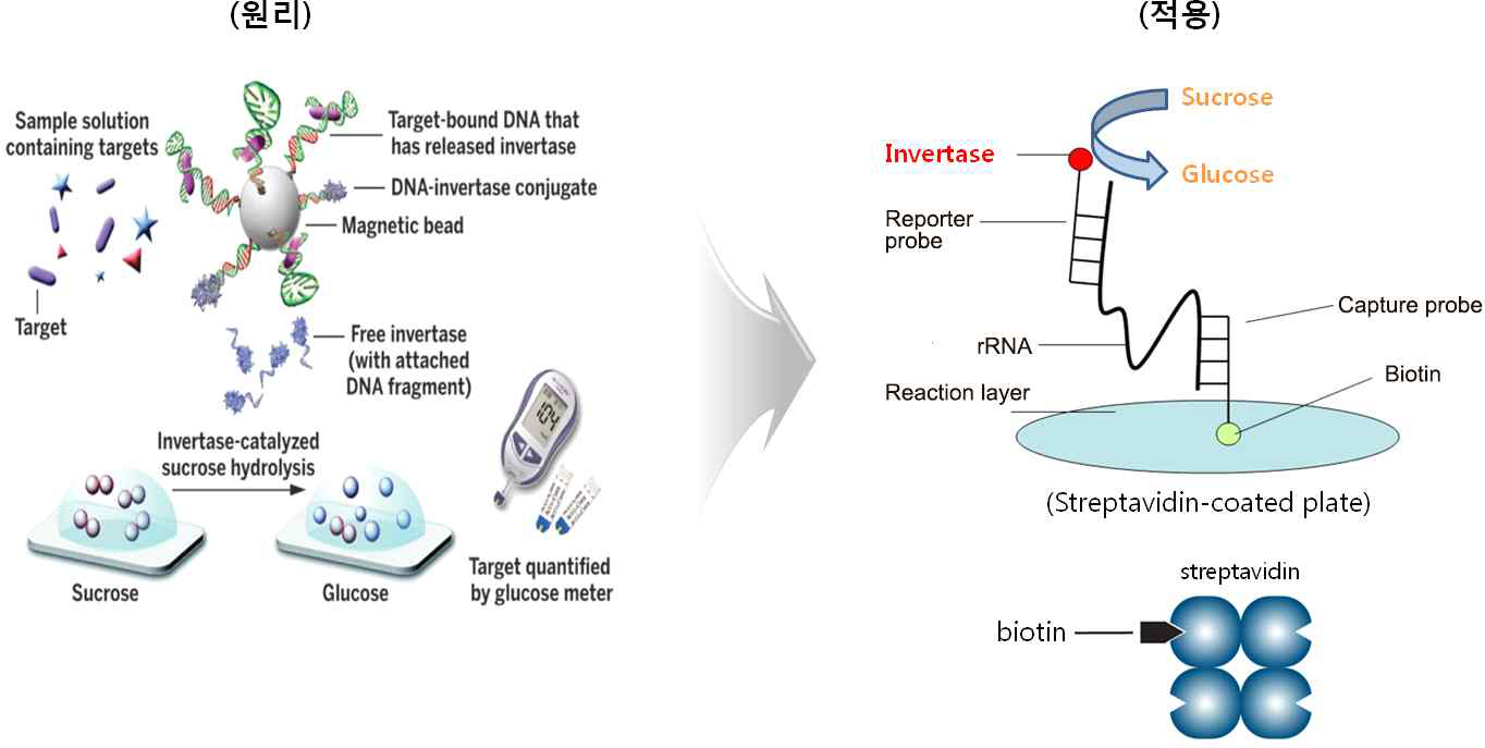 Glucose meter기를 이용한 미세조류 검출시스템 원리 및 적용시스템