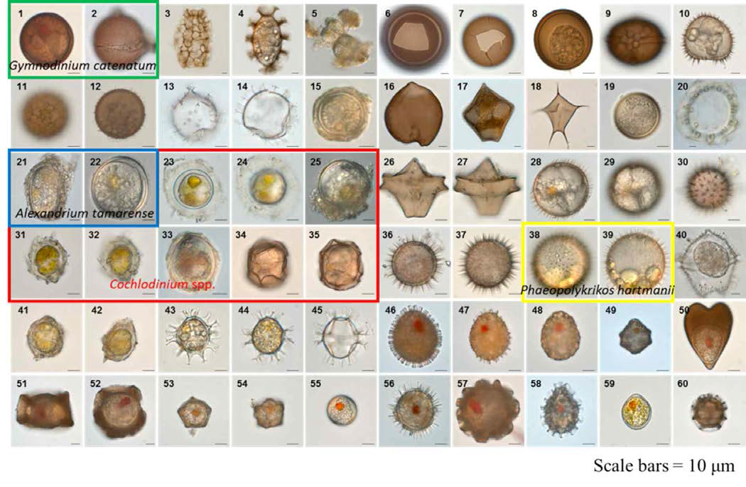 조사해역의 표층 퇴적물에서 관찰된 와편모조류 휴면포자. 1, 2: cyst of Gymnodinium catenatum, 3: cyst of Polykrikos kofoidii, 4: cyst of Polykrikos schwartzii, 15: cyst of Alexandrium sp.2, 20: Tuberculodinium vancampoae, 21: cyst of Alexandrium tamarense /catenella, 22: cyst of Alexandrium sp.1, 23, 24: cyst of Gymnodinium sp.1, 25: cyst of Fragilidium sp., 28, 29: cyst of Gymnodinium sp.2, 31-35: cyst of Cochlodinium spp., 38, 39: cyst of Pheopolykrikos hartmannii, 43-45: Spiniferites bulloideus, 46, 47: cyst of Scrippsiella trochoidea, 48: cyst of Scrippsiella pentagonica, 49: cyst of Scrippsiella kirschiae, 50: Calciperidinium asymmetricum, 51, 52: cyst of Ensiculifera sp., 53, 54: cyst of Pentapharsodinium sp., 55: cyst of Pentapharsodinium dalei. 56: cyst of Scrippsiella spinifera, 57: cyst of Ensiculifera carinata, 58: cyst of Scrippsiella trifida, 59: cyst of Scrippsiella spp., 60: cyst of Scrippsiella operosa