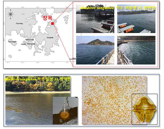 장목만의 모니터링 지역과 유해 와편모조류 Akashiwo sanguniea