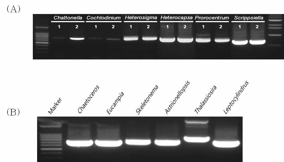 유·무해조류의 COI PCR 결과 (A) 유해조류 6종 (B) 무해조류 6종