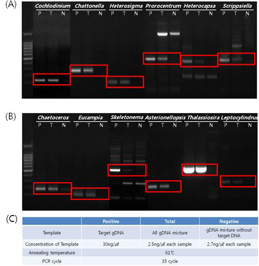 종특이적 프라이머의 종 특이성 PCR 적용성 (A)유해조류 (6종)와 (B) 무해조류 (6종)에 대한 COI 프라이머의 종특이적 적용 (C) PCR 조건