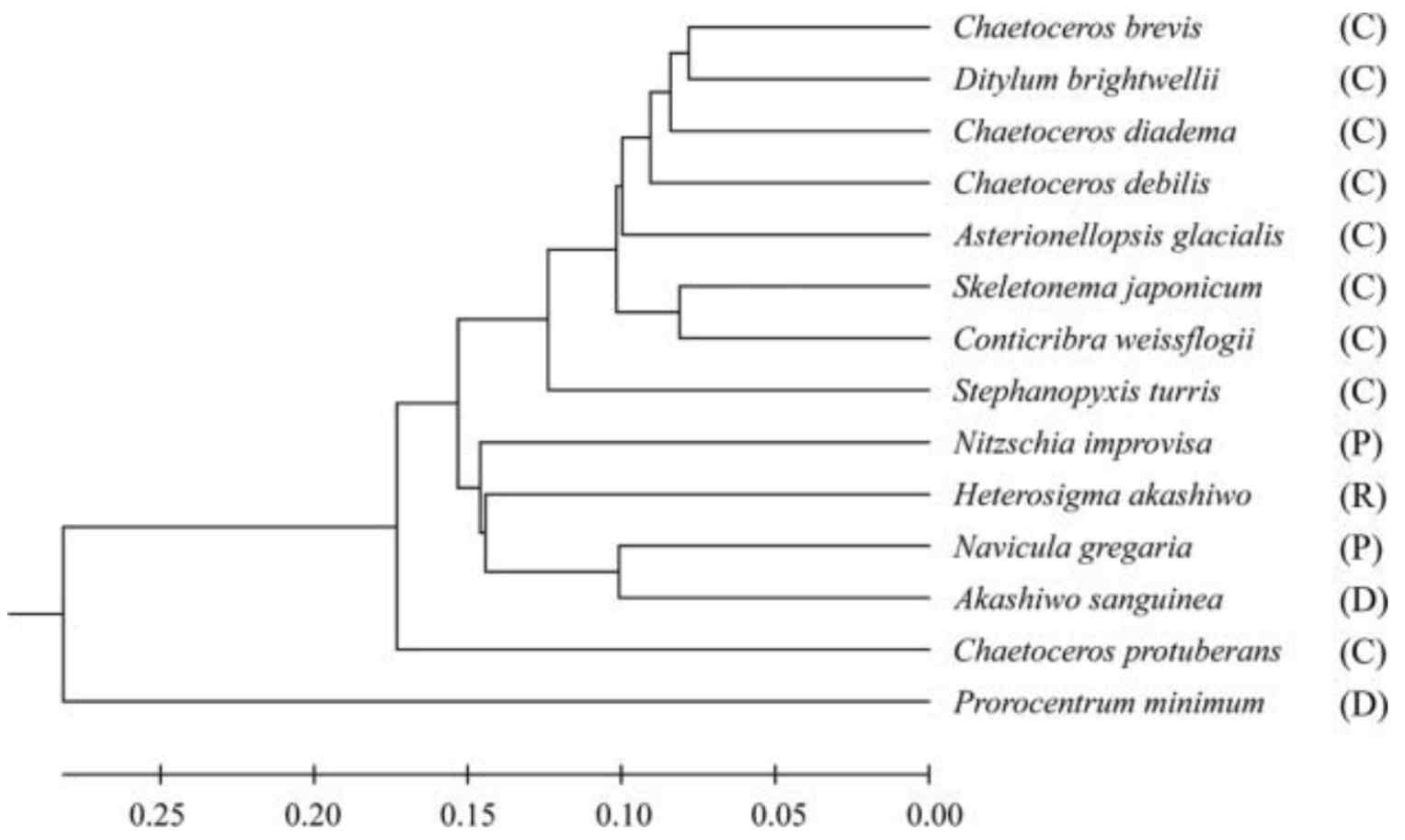 계통수에 근거한 미세조류의 COI 염기서열의 phenogram C: 원통형 돌말류; D: 와편모조류; R: 침편모조류; P: 깃털형 돌말류