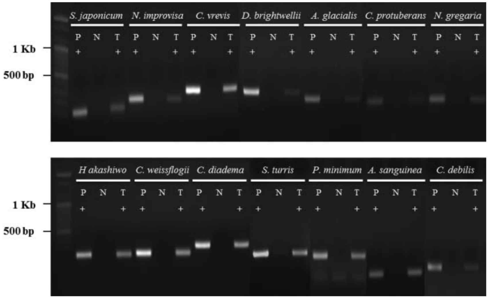 종특이적인 PCR 프라이머의 검증 P: positive control (only target genomic DNA); N: negative control (mixed genomic DNA excluding target DNA); T: treatment (mixed genomic DNA including target DNA)