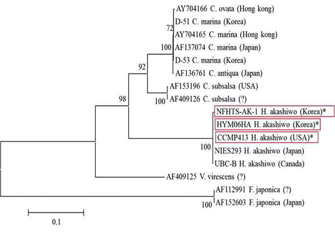 Heterosigma akashiwo의 phylogenetic tree