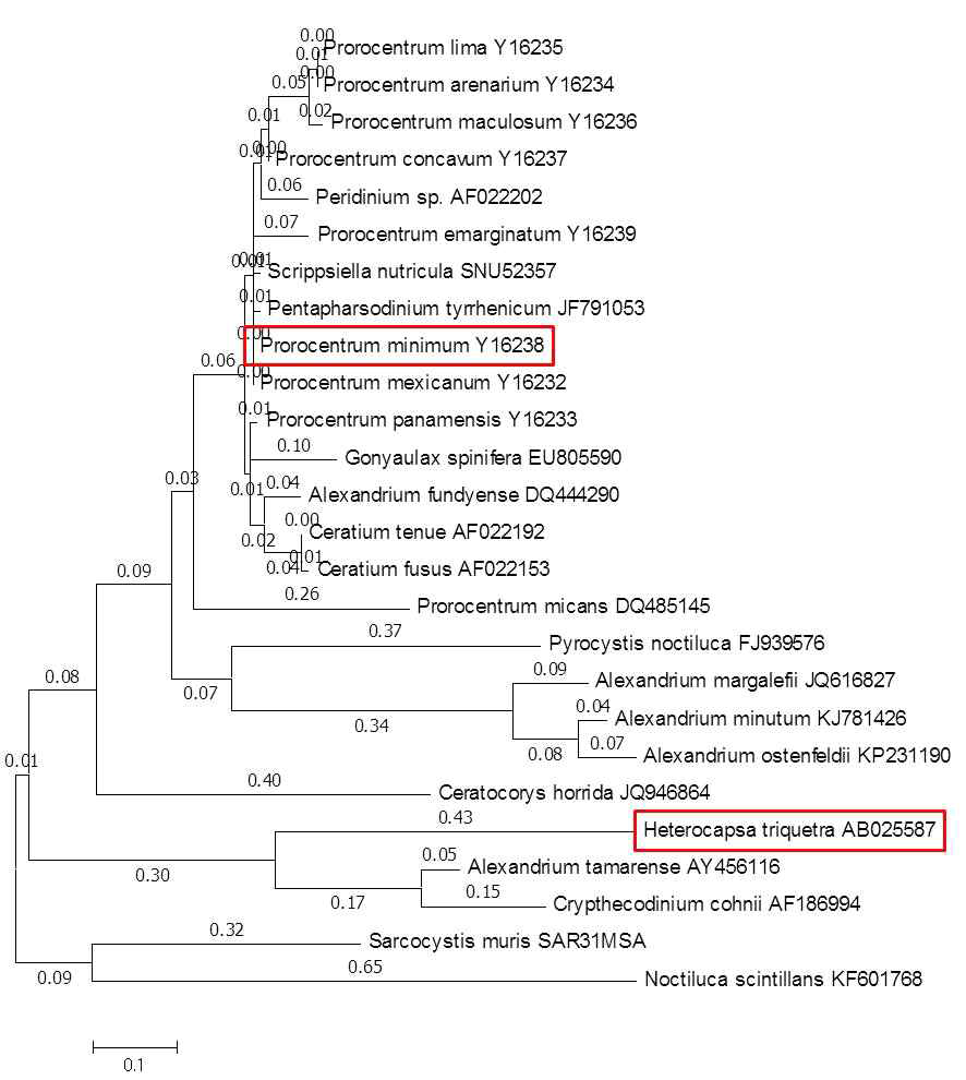 P . minimum과 H. triquetra의 phylogenetic tree