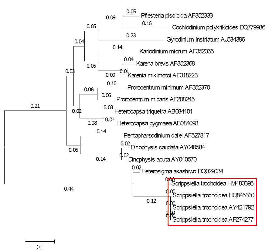 S. trochoidea의 phylogenetic tree
