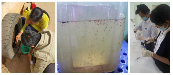 열성질환 매개 모기 방제를 위한 채집지역 모니터링 및 병원체 검사