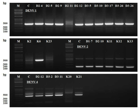 미얀마 뎅기열 환자 혈액의 RT-PCR 분석. M, size marker; C, 양성 대조군(DENV-1, 482 bp; DENV-2 119 bp; DENV-4 389 bp)
