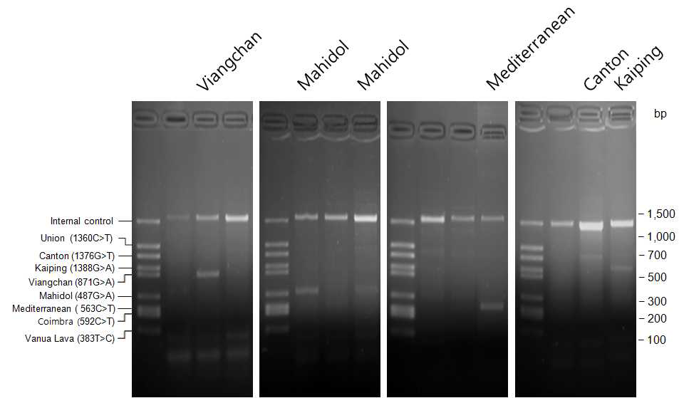 미얀마 말라리아 환자에서 G6PD 변이 분석을 위한 G6PD multiplex allele specific PCR 결과