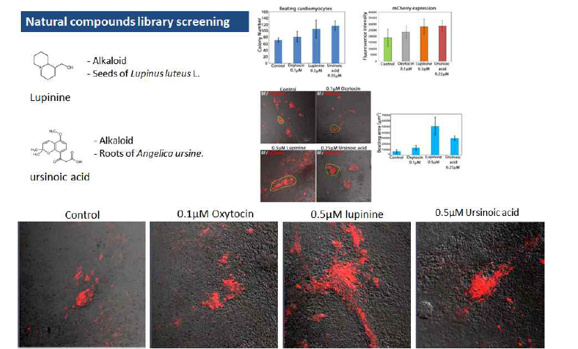 chemical screen을 통해 발굴한 luinine 및 ursinoic acid의 화학구조 및 이를 P19세포에 처리하여 분화시킨 심근 세포의 분화 정도