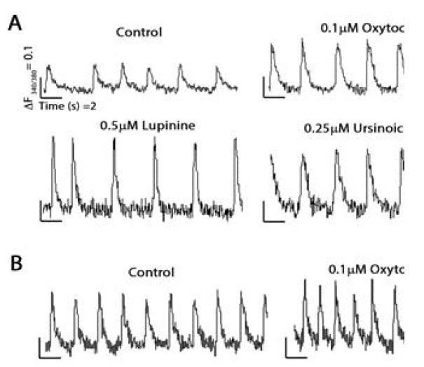 분화된 심근세포의 beating frequency (A) 및 calcium pumping주기 (B)를 통해 분화된 심근세포가 활성을 갖고 있음을 확인함