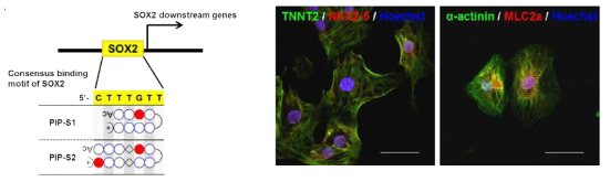 Sox2 결합자리에 붙는 PIP의 구조 및 결합 모식도 (왼쪽), PIP처리에 의해 분화된 심근세포 (오른쪽). 심근세포 마커인 TNNT2, NKX2-5의 발현을 확인할 수 있음