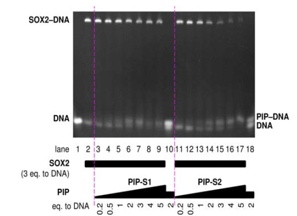 PIP에 의한 Sox2-DNA interaction저해