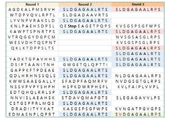 three round panning을 통해 얻은 Sox2 binding peptide의 sequence