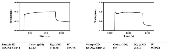 peptide screening을 통해 확보한 peptide (SBP-1 and SBP-2)의 sox2결합 활성 비교