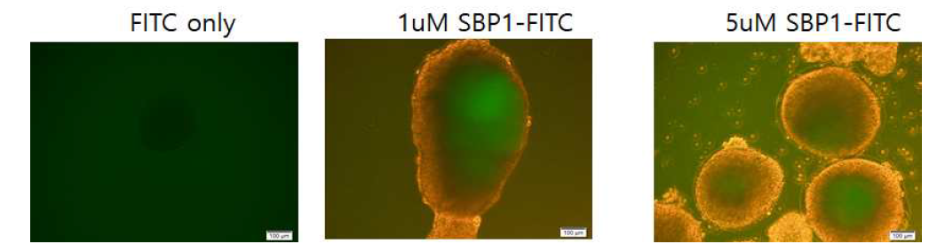 SBP에 형광 dye인 FITC를 붙인 후 embryonic body만들어진 p19에 처리하였을 때 세포 안에 형광이 보이는 것을 통해 penetrating peptide를 붙인 SBP가 세포안으로 잘 들어감을 확인