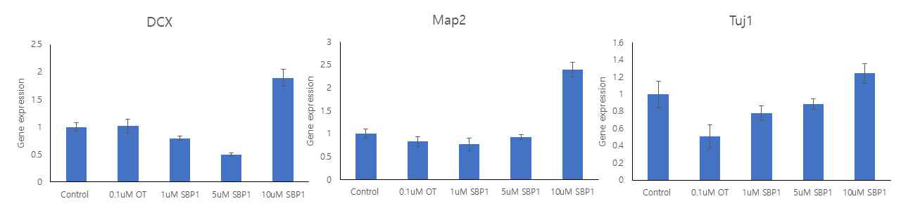 SBP1을 처리하였을 때 Neuron early marker인 DCX, Map2, Tuj1의 발현이 control에 비해 증가함을 확인할 수 있음