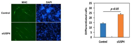 USP4를 knockdown시켰을 때 MHC positive cell (differentiated cell)변화