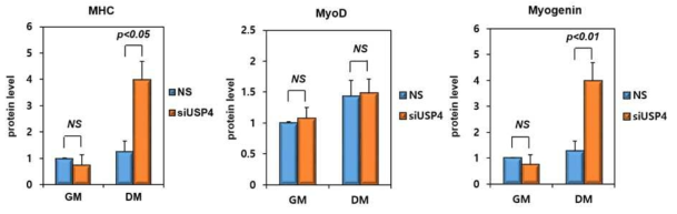 USP4를 knockdown시켰을 때 MHC, MyoD, Myogenin의 단백질 양 변화