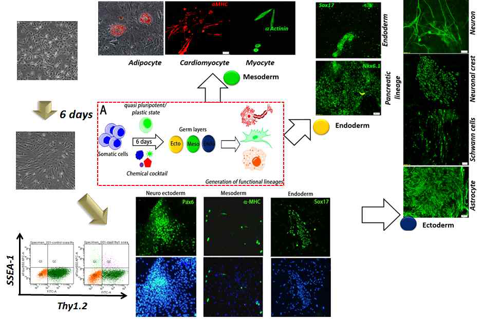 chemical cocktail처리에 의해 섬유아세포를 부분역분화 시키고 이들을 다른 체세포로 변환시킴. chemical screen에 의해 확보한 chemical cocktail을 처리하여 three germ layer가 만들어짐을 확인하고, 이들을 추가 분화 시켜 endoderm기원의 pancreatic lineage, mesoderm origin의 adipocyte, cardiomyocyte 및 myocyte, 그리고 ectoderm기원의 astrocyte, schwann cell, neuronal crest, neuron이 각각 만들어 질 수 있음을 각 세포의 대표 마커발현을 통해 확인함