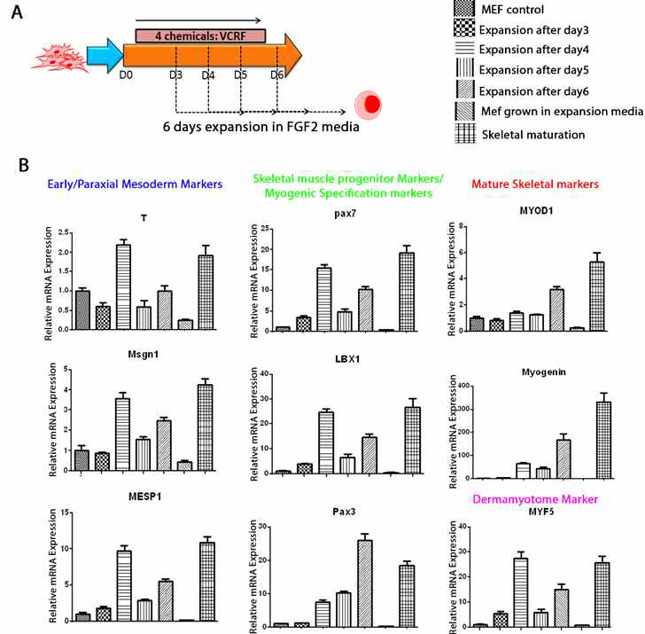 Day 3-6과정에서 주요 muscle marker 및 MTF의 발현양 변화