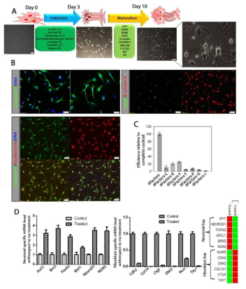 섬유아세포의 유사신경세포 직접분화 (A)분화 protocol모식도 (B)신경세포 마커들의 발현 검증 (C) cocktail조성에 따른 분화효율 검증 (D) 섬유아세포 및 신경세포에 특이적인 마커들의 발현양 비교를 통해 cocktail처리에 의해 섬유아세포가 100% 가까이 신경세포로 분화되었음을 확임