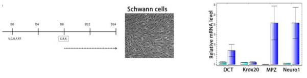 (왼쪽) 섬유아세포의 슈반세포분화 protocol. (오른쪽) 슈반세포 마커들의 발현 검증(RT-PCR). 하는색은 분화안된 섬유아세포 그리고 파랑색은 분화된 유사슈반세포의 RNA level표시