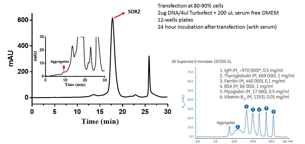 media secretion된 Sox2를 affinity컬럼을 이용하여 정제한 후, gel-filtration을 이용하여 peak elution을 확인함