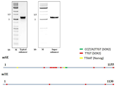 control (Typical Enhancer: TE) 및 Sox2결합 superenhancer (SE)합성 및 정제