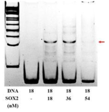 Sox2의 결합한 Superenhancer의 band shift를 gel mobility assay를 통해 확인