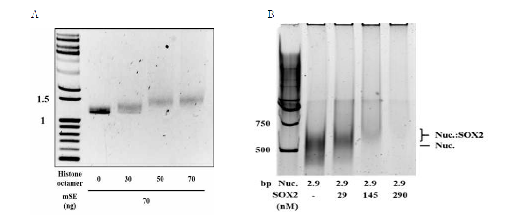 (A) Histone농도변화를 시키면서 superenhance와 결합시키면 nucleosome이 형성되는 것을 gel mobility shift assay를 통해 확인할 수 있음. (B) MTF (Sox2)와 superenhancer chromatin과의 상호작용