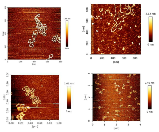 AFM image of Plasmid(pUC19) using Quantitative Imaging mode. 12-15 ng of DNA, 2 mM Ni2+