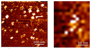 AFM image of chromatin assembly using Quantitative Imaging mode. Sox2결합 superenhancer에 Histome octomer가 결합하여 bead-on-string구조를 형성하는 것을 관찰 할 수 있음