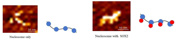 Superenhancer의 nucleosome (좌)와 여기에 Sox2을 결합시킨 구조 (우). Sox2결합에 따른 구조 변화를 확인할 수 있음