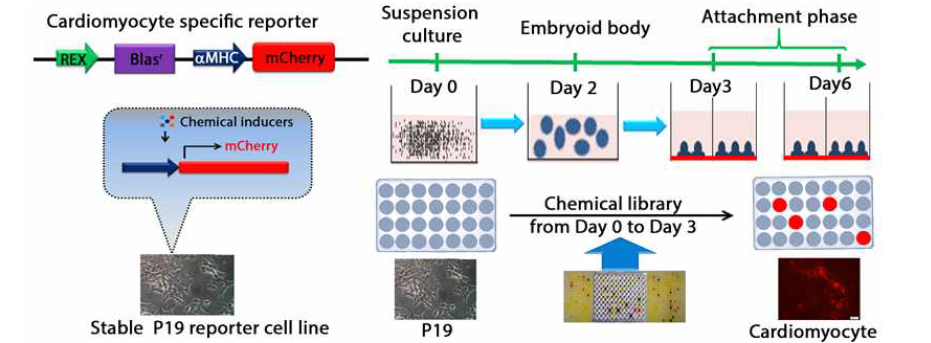심근세포 분화 분석을 위한 MHC reporter제작 모식도 및 활용 방법
