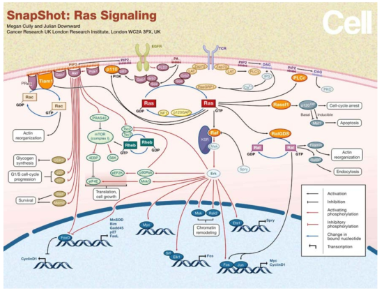 세포 성장에 중요한 RAS 신호 전달의 모식도. ERK 인산화 효소에 의해서 전사요소들이 다양한 조절을 받아 유전자 발현을 조절함. 그러나 단순히 생체반응의 결과를 정성적으로 설명할 뿐 만 아니라 전사 조절의 분자 기전이 매우 단순하며 조절단백질에 의한 전사체 조절에 대한 정보 및 염색체 안정성에 대한 정보를 전혀 얻을 수 없음