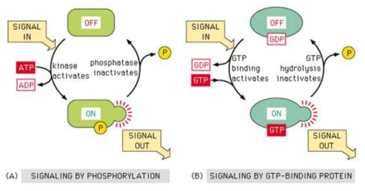가역적인 단백질 인산화를 통해 생체 신호전달 분자 기전이 일어남