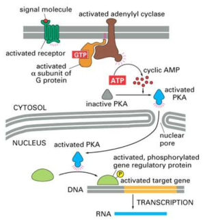 cAMP에 의한 유전자의 전사활성 조절