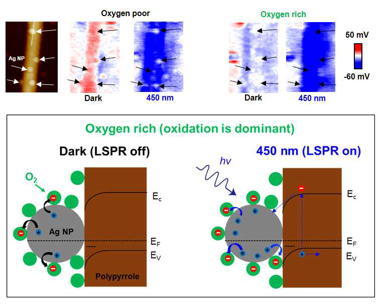나노입자 부착 반도체 나노선 재료의 표면포텐셜 (VCPD)의 산소 분위기 변화에 따른 플라즈몬 유발 산화과정 모식도