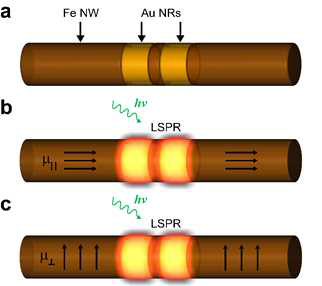 외부 자기장에 의존하여 스핀이 제어되는 철 나노선에 플라즈몬 여기 구조인 금 나노링이 도입된 모식도. (a) 금 나노링 구조 도입 철 나노선. (b) 나노선 축 방향, (c) 수직 방향으로 외부 자기장을 가한 뒤, 플라즈몬 여기된 금 나노링 구조 도입 철 나노선 모식도